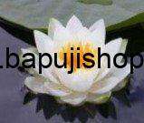 Bhagavad Gita as it is by Srila Prabhupada pdf | Bhagavad Gita As It Is English, Hindi, Marathi